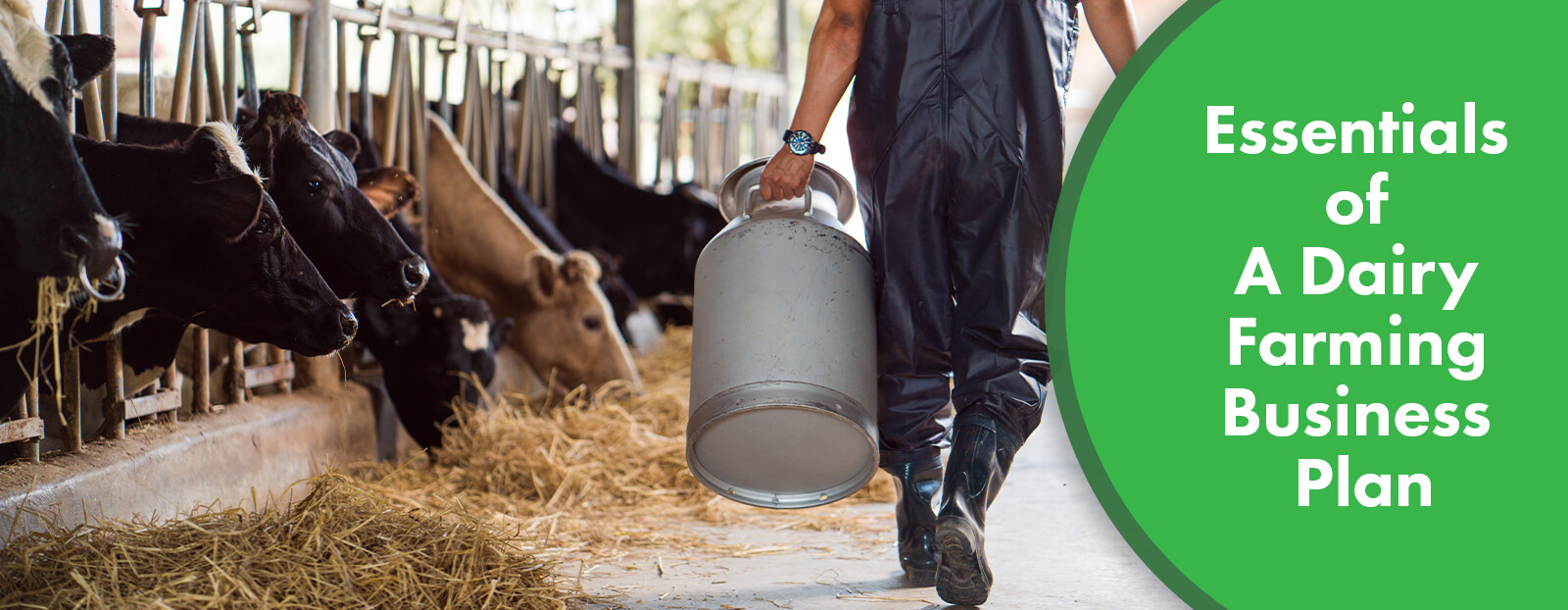 Essentials of A Dairy Farming Business Plan