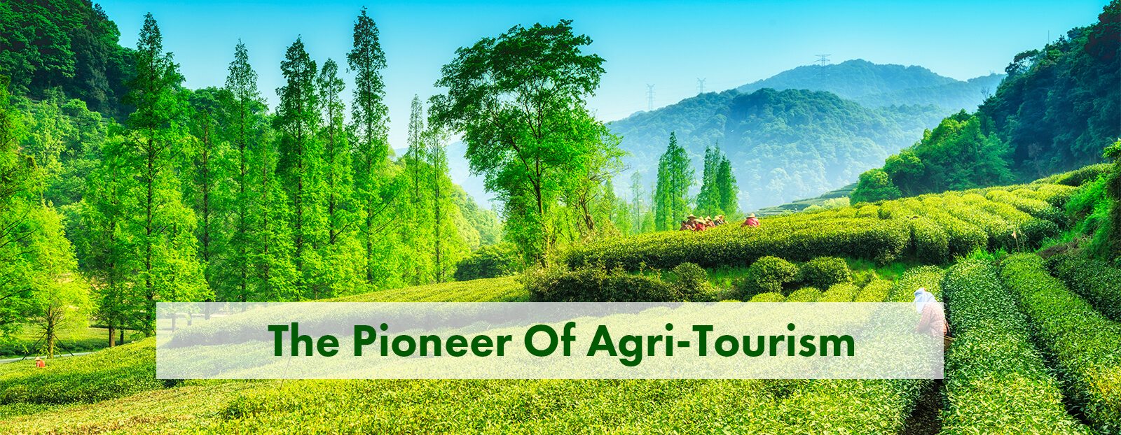 The Pioneer Of Agri-Tourism