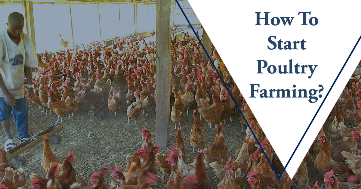 poultry farm loans