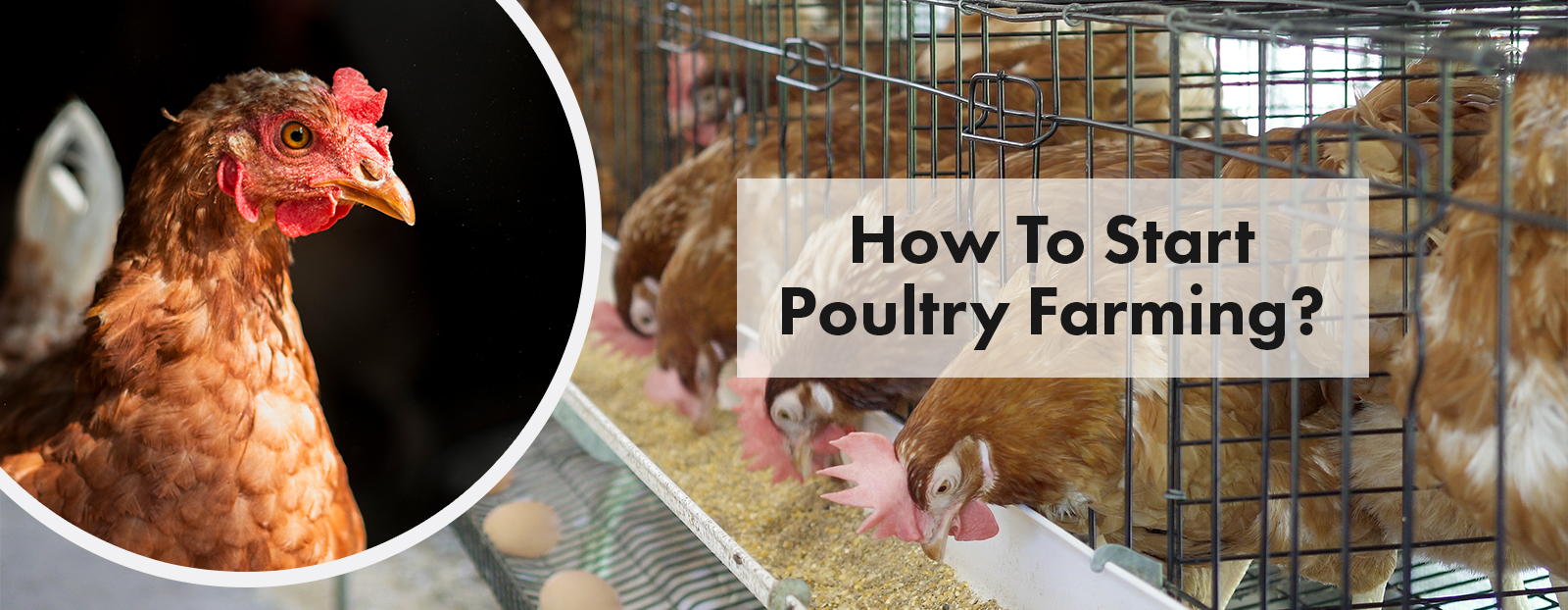 How To Start Poultry Farming?