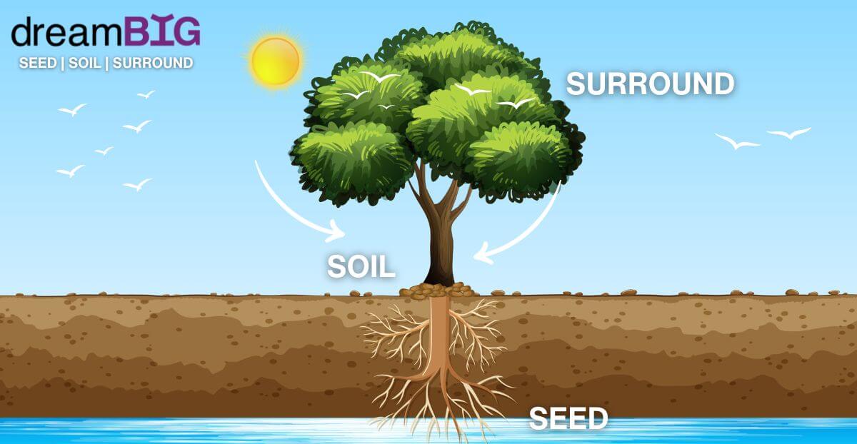 SEED SOIL Surround
